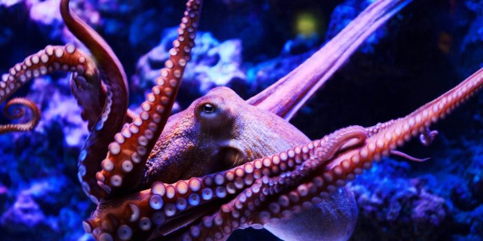 1600x1065 Cute Octopus Wallpaper For Iphone - Inky Octopus - 1600x1065 - Download HD  Wallpaper - WallpaperTip