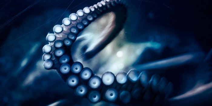 2560x1440 Octopus wallpapers 2560x1440 desktop backgrounds