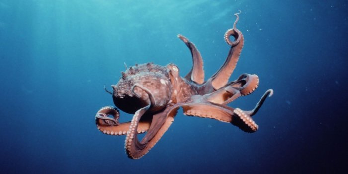 1920x1080 21 Octopus Wallpapers - WallpaperBoat