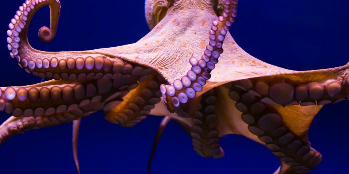 2048x2048 Octopus Wallpaper Hd - 2048x2048 Wallpaper - teahub.io