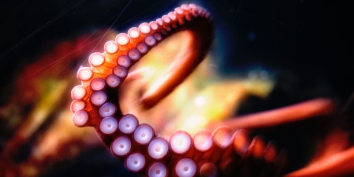 2560x1600 Octopus Wallpapers | Wallpapers HD