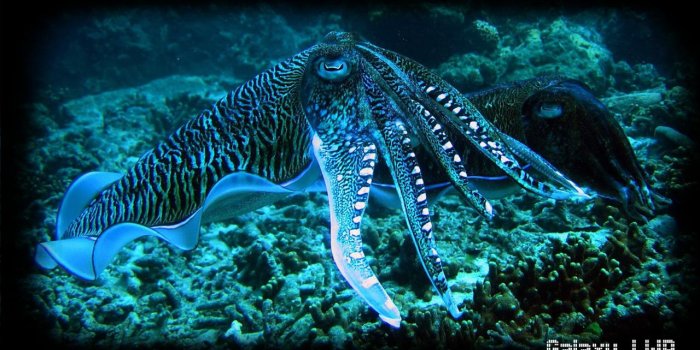 1280x720 Octopus Wallpaper for Android - APK Download