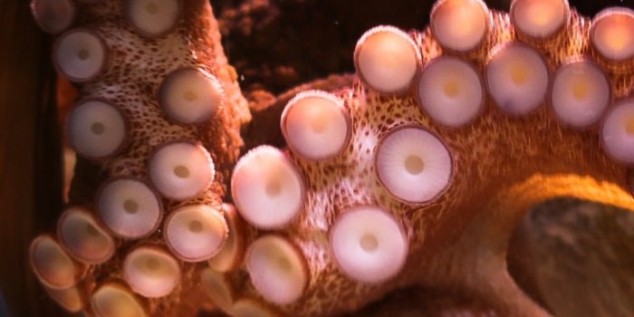 1080x1920 Best 56+ Octopus Wallpaper on HipWallpaper | Steampunk Octopus Wallpaper, Octopus  Wallpaper and Dr. Octopus Wallpaper