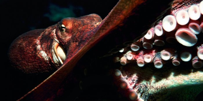 1280x804 Octopus wallpapers | Octopus stock photos