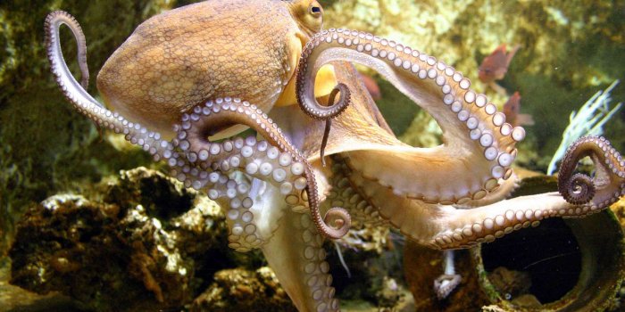 1920x1200 Free Octopus Wallpaper #6793517