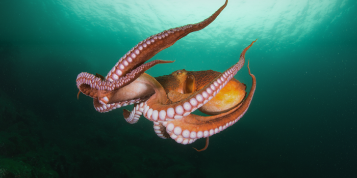 1280x800 Octopus HD Wallpapers New Tab - Impressive Nature