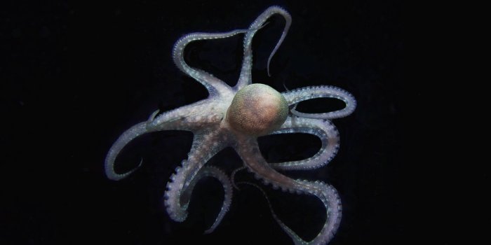 1332x850 Wallpaper dark, Octopus, tentacles images for desktop, section животные -  download