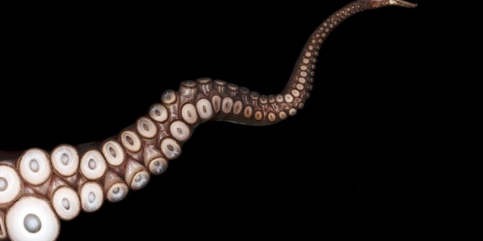 1920x1200 Octopus wallpaper | 1920x1200 | #57616