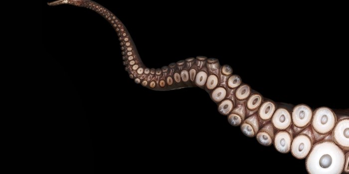 1920x1080 39 Octopus High Resolution Wallpaper's Collection