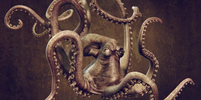 1600x1024 Octopus wallpapers HD for desktop backgrounds