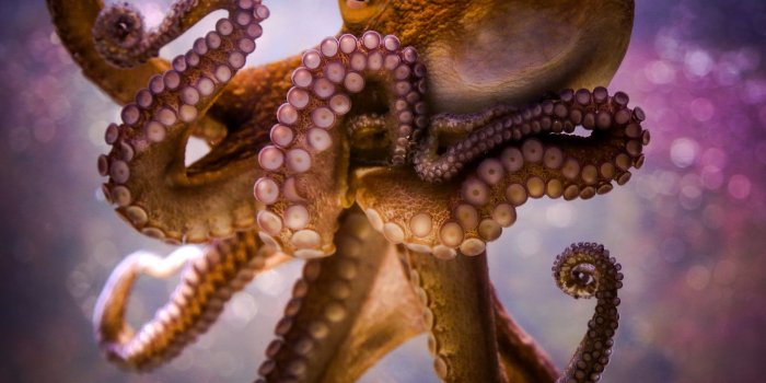2048x1365 Animals, Octopus, Bokeh Wallpapers Hd / Desktop And - Octopus Wallpaper Hd  - 2048x1365 Wallpaper - teahub.io