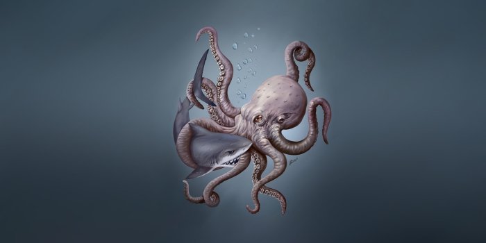 1920x1080 Octopus Wallpaper 1920×1080 #39867 | HD Wallpapers