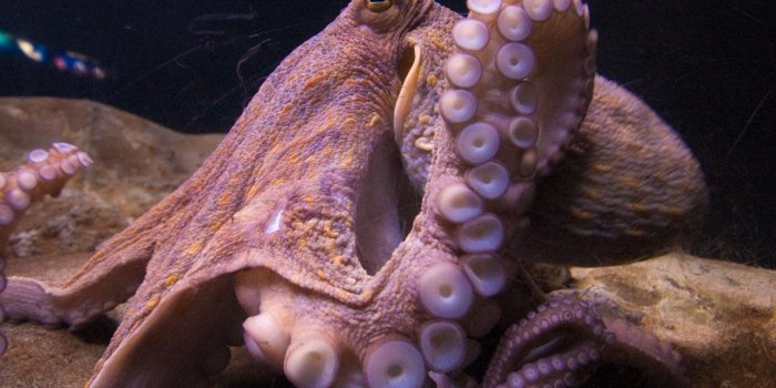 1200x798 Octopus Wallpapers