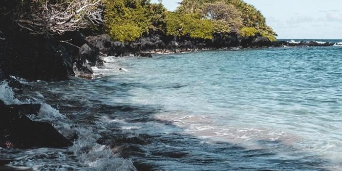 828x1792 Tree iPhone 11 HD Wallpapers - iLikeWallpaper