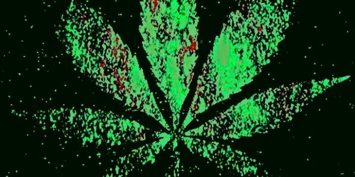 720x1280 Rasta Wallpaper For Iphone posted by Sarah Walker