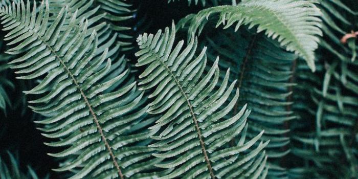 736x1106 Bohemian Wallpapers Tumblr