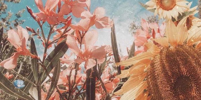 1080x1350 Aesthetic Bohemian Wallpaper - KoLPaPer - Awesome Free HD Wallpapers