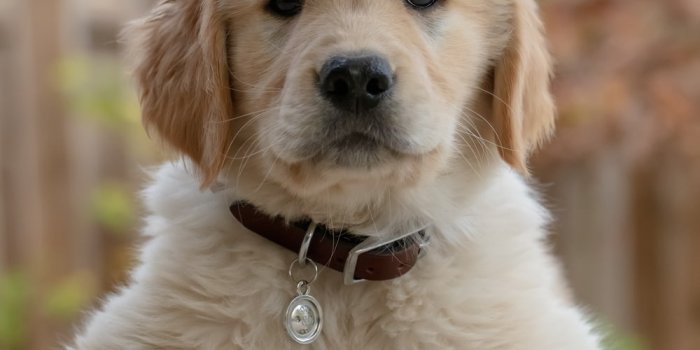 1000x1250 Puppy Wallpapers: Free HD Download [500+ HQ] | Unsplash