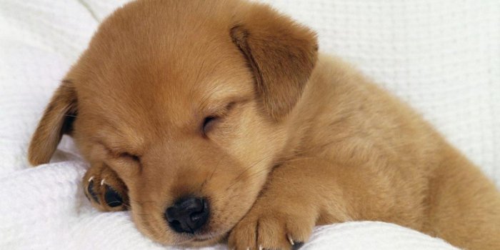 1440x900 Free download Cute Dog Wallpapers 8694 Hd Wallpapers in Animals Imagescicom  [1920x1230] for your Desktop, Mobile & Tablet | Explore 76+ Cute Dogs And Puppies  Wallpaper | Funny Puppy Wallpaper, Cute Puppy