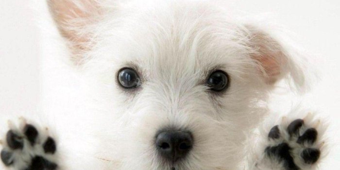 1020x850 Cute Dog Backgrounds