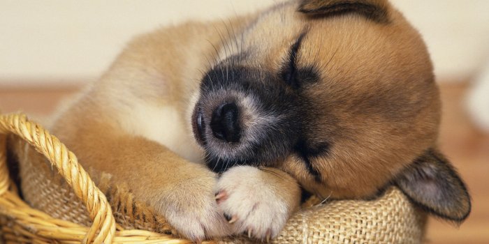 1280x1024 Free download Zoo Park Cute Dogs Wallpapers for Desktop Cute Puppy  Backgrounds [1600x1200] for your Desktop, Mobile & Tablet | Explore 77+  Free Dog Wallpaper | Cute Dog Wallpaper, Free Dog Screensavers