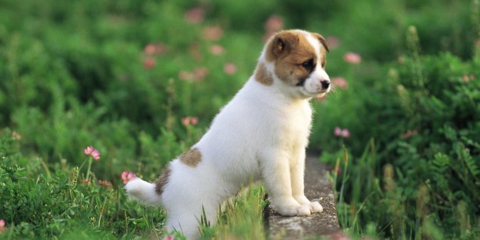 1920x1200 Best 44+ Puppy Wallpaper on HipWallpaper | Cute Puppy Wallpaper, Puppy  Wallpaper and Puppy Valentine Wallpaper
