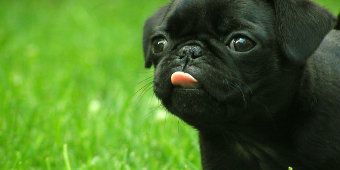 1600x1200 Cute Dog Wallpaper - NawPic