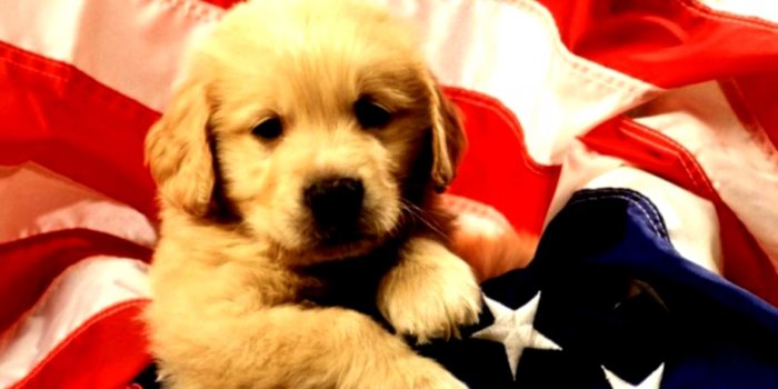 1310x846 Cute Dogs Wallpapers Hd | Mega Wallpapers