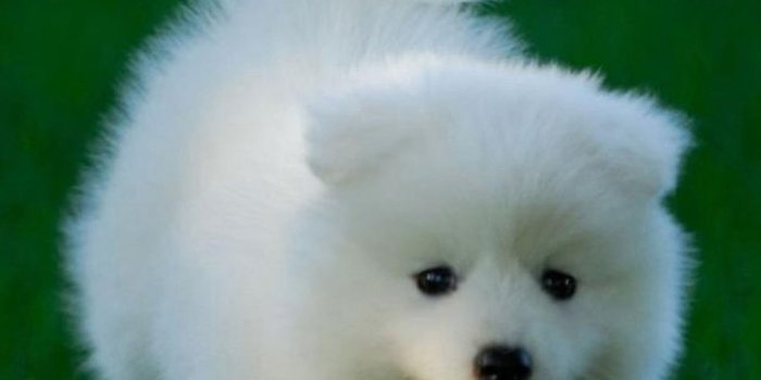 1080x1920 Cute Dogs HD Wallpapers for iPhone 7 | Wallpapers.Pictures