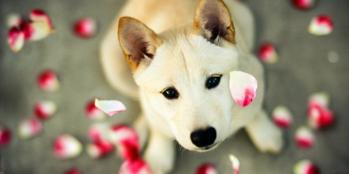 2560x1600 Beautiful Dog Wallpapers - Top Free Beautiful Dog Backgrounds -  WallpaperAccess