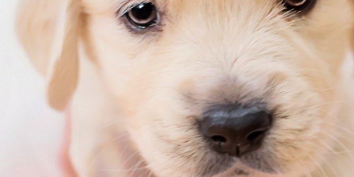 800x1280 Cute Wallpapers Dogs Puppies