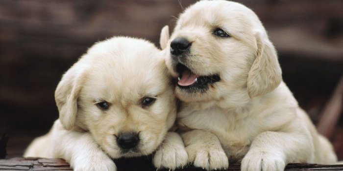 1244x700 Puppy babies cute dogs wallpaper | 1920x1080 | 55972 | WallpaperUP