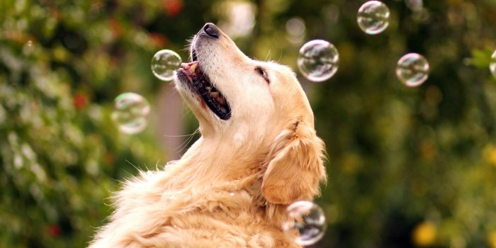 1920x1200 Cute Dogs New Tab Theme Hd Wallpapers - Dog Popping Bubbles - 1920x1200 -  Download HD Wallpaper - WallpaperTip