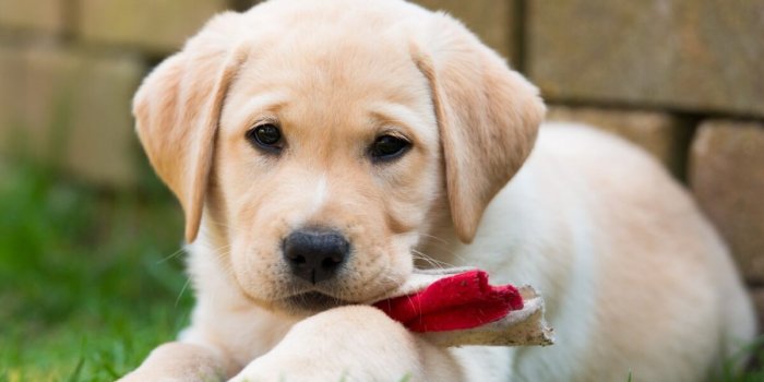 1200x801 Dog Wallpapers, Cool Animals, Dog Desktop Images, Animal Background Images,  Hairy Dogs, Dog Claws, Cute Dogs, Amazing Animal Wallpapers, 1280x854 | The  Wallpaper