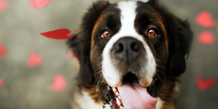 1440x900 Cute Dog Wallpapers | About Doggies