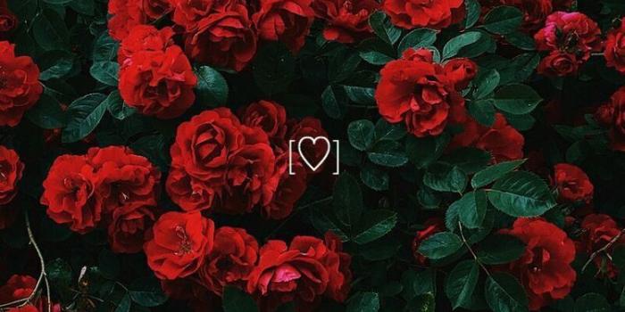 750x1200 Cute Red Rose Aesthetic Wallpapers
