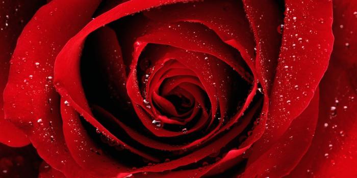 1600x1200 Free download Cute Red Roses Rose Wallpapers [1600x1200] for your Desktop,  Mobile & Tablet | Explore 49+ Cute Red Wallpaper | All Red Wallpaper, Panda  Wallpapers for Desktop, Kawaii Panda Wallpaper