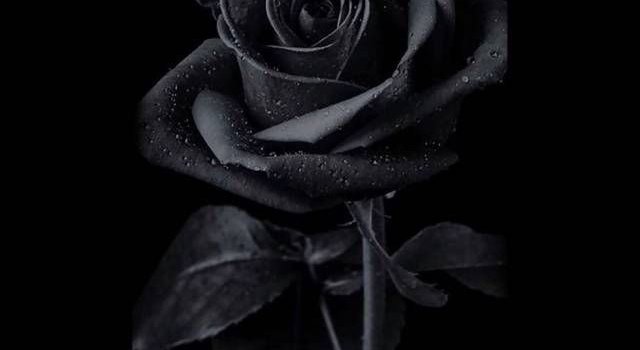 640x1280 Download Black Rose wallpaper by Abtahialamking - 95 - Free on ZEDGE™ now.  Browse millions of … | Cute black wallpaper, Black phone wallpaper, Black  roses wallpaper