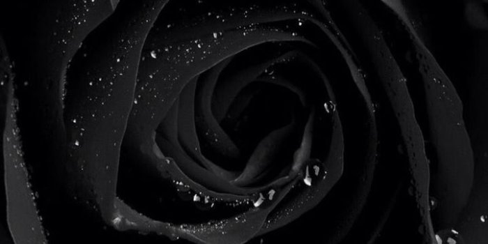 720x1136 Black Rose with Water Droplets | Black glitter wallpapers, Black roses  wallpaper, Black phone wallpaper