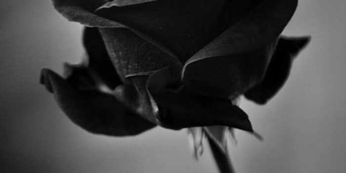 720x1280 Black rose wallpaper by tubar | Black roses wallpaper, Black rose flower, Rose  wallpaper