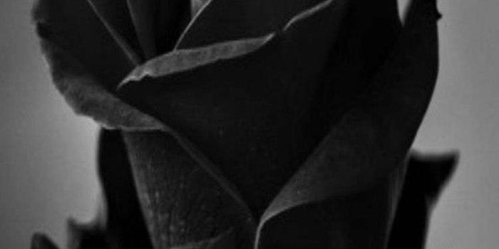 750x1334 Black Rose Wallpaper Hd Iphone