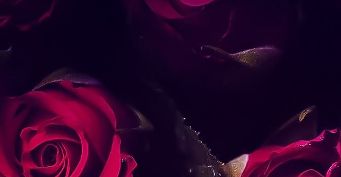 672x1196 Red roses | Best flower wallpaper, Flowers black background, Flower  wallpaper