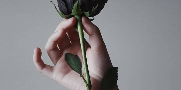 1024x1280 Black Rose wallpaper by G01DB3A5T - 38 - Free on ZEDGE™