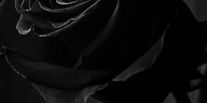 1242x2208 Dark Aesthetic Dark Roses Wallpaper Iphone - Largest Wallpaper Portal