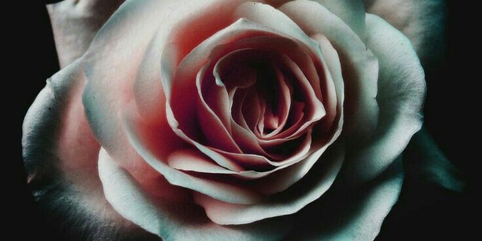 736x1308 Graphic Corner | Rose wallpaper, Ipad wallpaper, Flower wallpaper