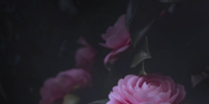 1080x1920 Wallpapers flower, plant, pink, rose family, rose | Rose flower wallpaper,  Black flowers wallpaper, Peony wallpaper