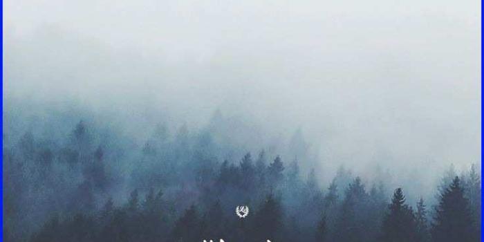 736x1087 7gyg1q1 Bible Verse Wallpaper Phone Px - Tree - 736x1087 - Download HD  Wallpaper - WallpaperTip