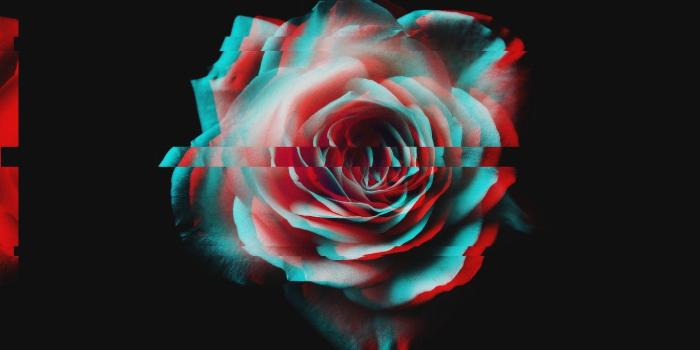 1366x1366 Rose Wallpaper Glitch