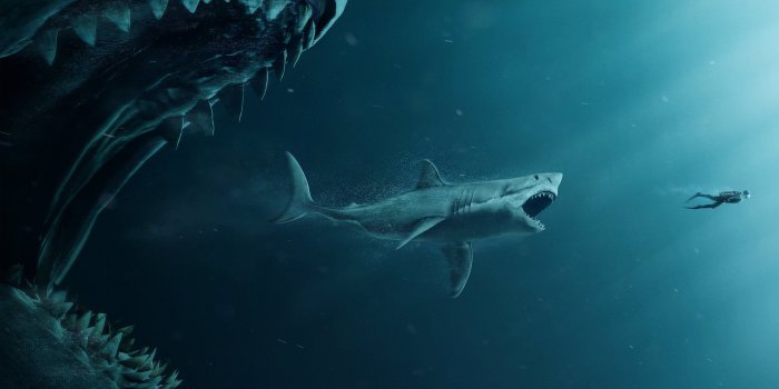 3840x2160 Shark 4K wallpapers for your desktop or mobile screen free and easy to  download