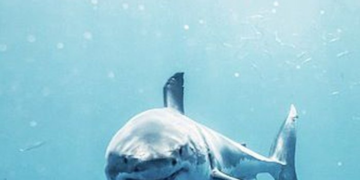 1080x1920 Shark iPhone Wallpapers (21+ images) - WallpaperBoat